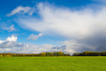 Landscape Green field in autumn - the bright colors of nature. Wildlife of Northern Europe in the fall. Beautiful Golden season.