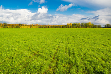 Landscape Green seed field in autumn. The bright colors of nature. Wildlife of Northern Europe in the fall. Beautiful Golden season.