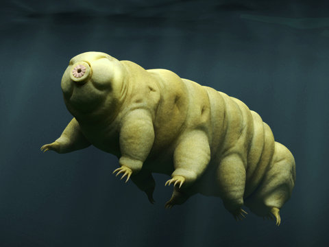 Tardigrade, Swimming Water Bear