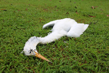 White Heron dead on the lawn