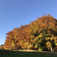 Fototapeta premium Autumn tree