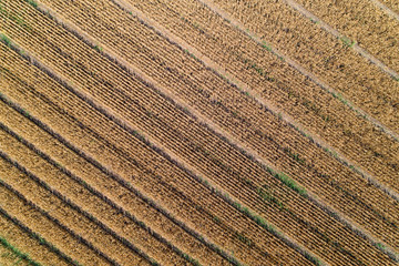 Corn field in the central strip of Russia.