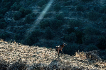 Countryside in mountainous Naxos, a Cycladic island: between light and shadow a goat is turning to look at us.