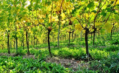 Weinberg im Herbst