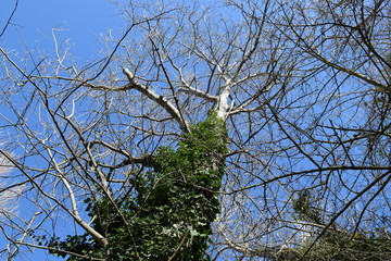 tree and ivy