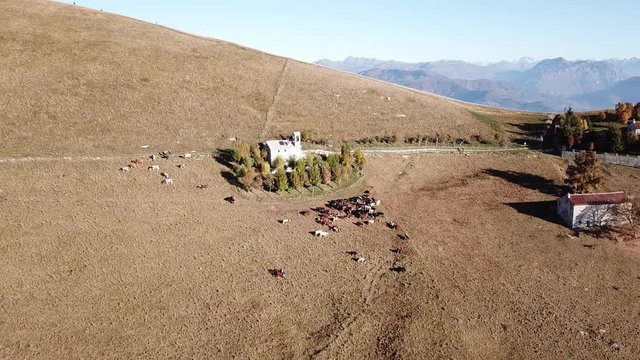 Aerial drone view of the Sanctuary of the holy family of Nazareth, It is placed on Linzone mountain, province of Bergamo. Cows are grazing near the church