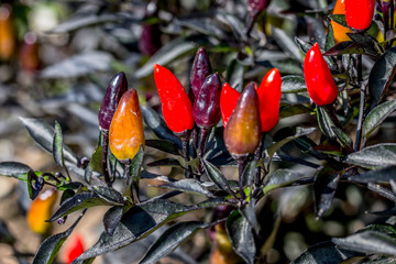 Le piment d'ornement