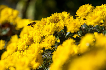 bee pollinating yellow flower