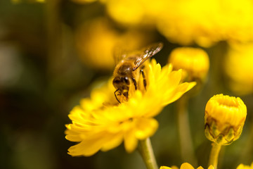 bee pollinating yellow flower.