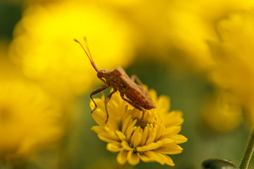 brown shield bug
