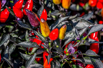 Le piment d'ornement