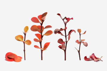 Living and dry plant isolate