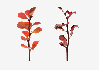 Living and dry plant isolate