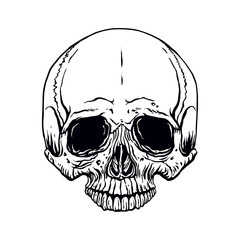 hand drawn human skull