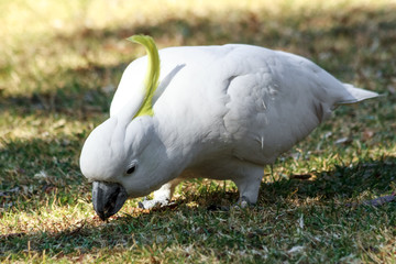 Sulphur-crested Cockatoo