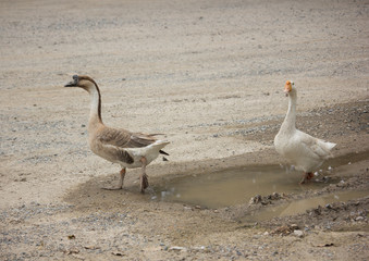 Obraz premium Duck playing in brown soil