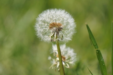タンポポ綿毛