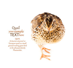 Young quail on a white background