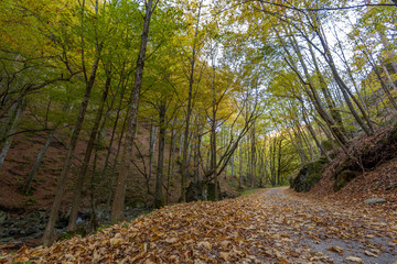 Walking Path in forest in Fall in Bulgaria