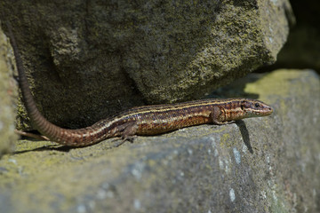 Viviparous Lizard (Zootoca vivipara)/Common Lizard basking on lichen covered stone wall
