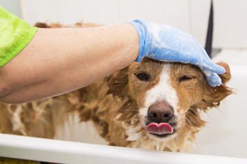 bathing the dog in the barber shop