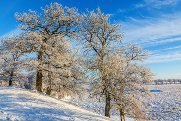 Oak tree in a winter landscape