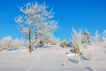 Wintry landscape with hare tracks in the snow