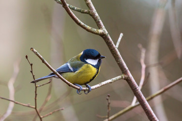 Great tit on a tree branch