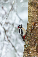 Great Spotted Woodpecker on the tree trunk