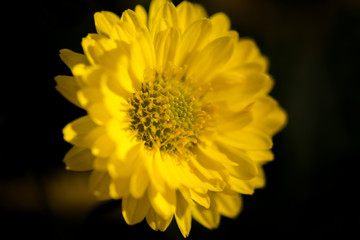 Yellow flower on black background