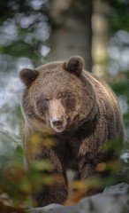 Adult European brown bear