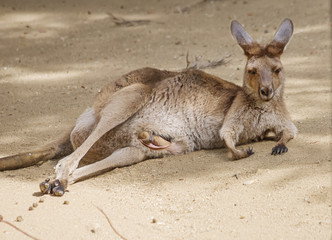 Кольцехвостый кенгуру, или Желтоногий скальный валлаби, или желтоногий кенгуру