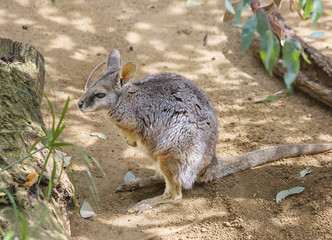 Кольцехвостый кенгуру, или Желтоногий скальный валлаби, или желтоногий кенгуру