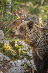 Naklejka na ściany i meble Adult brown bear, Slovenia