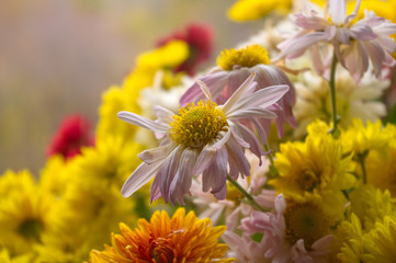 bouquet of colorful autumn flowers