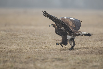 Polish golden eagle