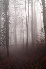 Obraz na płótnie Canvas Herbstwald