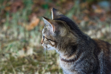 cute variegated striped city little kitty, close-up