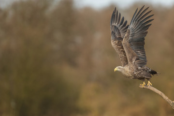 White-tail take off