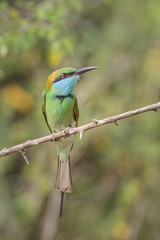 Green bea eater in Sri Lanka