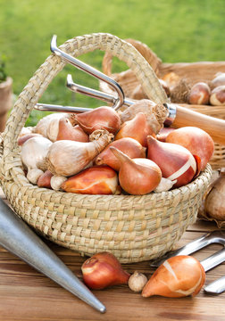 Gartenarbeit -  Blumenzwiebeln  -  Gardening  -  Bulbs