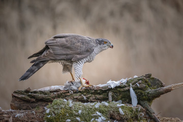 Goshawk, female with prey