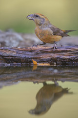 European crossbill by water