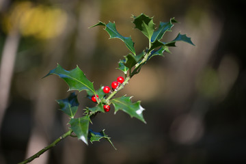 Stechpalme im Herbst