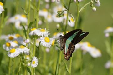 ハルジオンとアオスジアゲハ