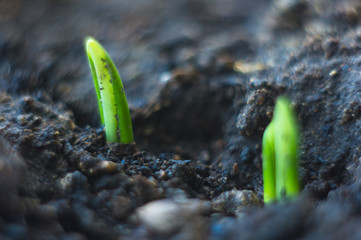 growing little green sprouts of young plants