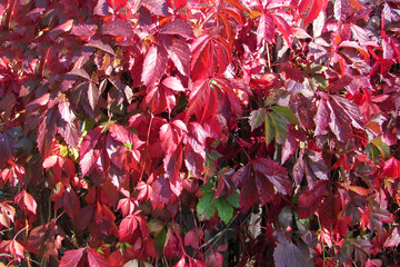 Bright burgundy leaves of wild grapes on a sunny autumn day