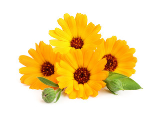 Calendula. Marigold flower with leaf isolated on white background