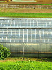 秋の畑とビニールハウス