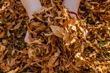 Autumn leaves in girls hands